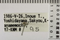 昆虫類