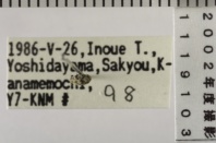 昆虫類