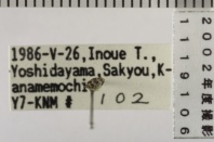 昆虫類