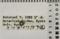 昆虫類