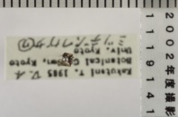 昆虫類