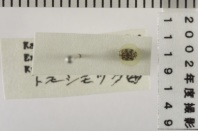 昆虫類