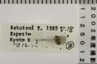 昆虫類