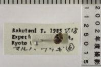 昆虫類
