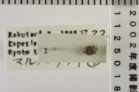 昆虫類