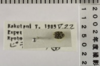 昆虫類