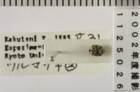 昆虫類