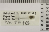 昆虫類