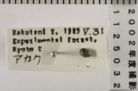 昆虫類