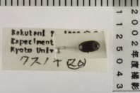 昆虫類