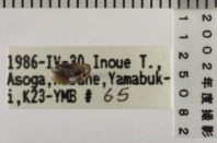 昆虫類