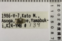 昆虫類