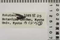 昆虫類