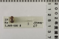 昆虫類