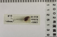 昆虫類