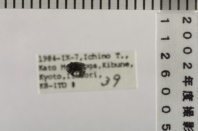 昆虫類