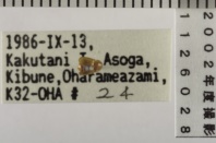 昆虫類