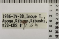 昆虫類