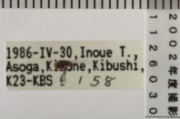 昆虫類