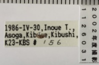 昆虫類