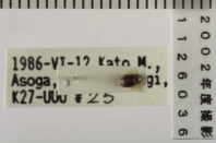 昆虫類