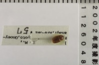 昆虫類
