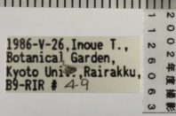 昆虫類
