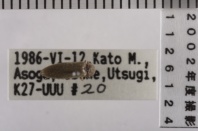 昆虫類