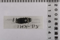 昆虫類