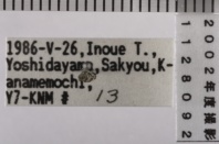 昆虫類
