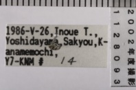 昆虫類