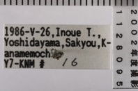 昆虫類