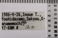 昆虫類