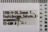 昆虫類