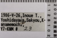 昆虫類
