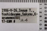 昆虫類