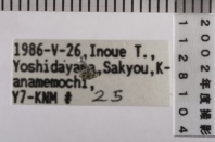 昆虫類