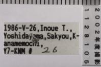 昆虫類