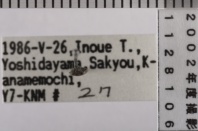 昆虫類