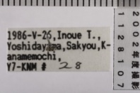 昆虫類