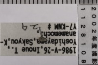 昆虫類