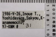 昆虫類