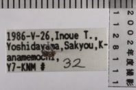 昆虫類