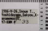 昆虫類