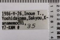 昆虫類