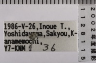 昆虫類