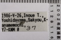 昆虫類