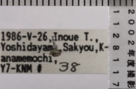 昆虫類