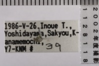 昆虫類