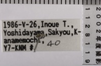 昆虫類